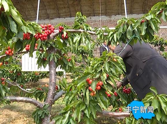 選將營櫻桃種植基地進入採摘季